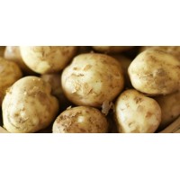 Potato New